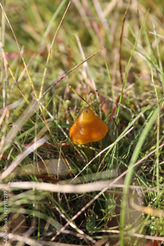Pequeña seta solitaria en medio de la naturaleza en Islandia