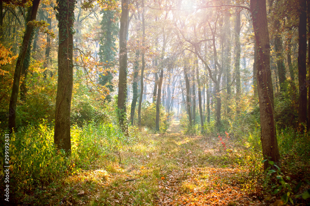 Obraz premium Morning in the forest