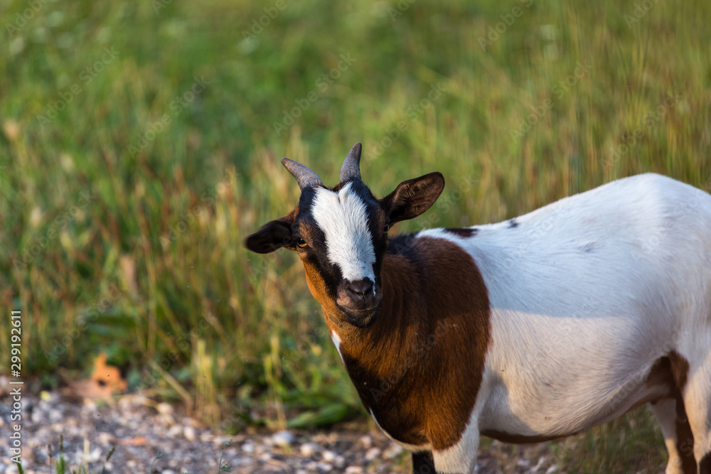 Pinto domestic goat Capra Aegagrus Hircus on the grass looking at the camera