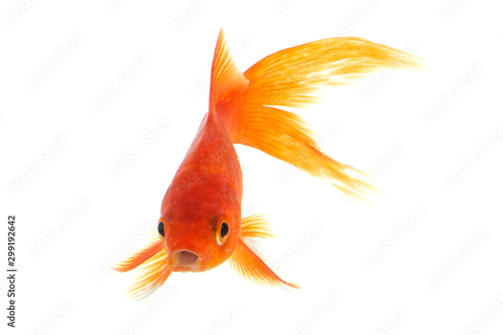 Gold fish isolated on a white background Gold fish isolated on a white background