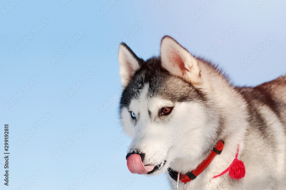 Portrait of Siberian Husky dog licking its lips. A photo of black and white coat color adorable husky dog with different, blue and brown eyes, against the sky. Portrait of Siberian Husky dog licking its lips. A photo of black and white coat color adorable husky dog with different, blue and brown eyes, against the sky.