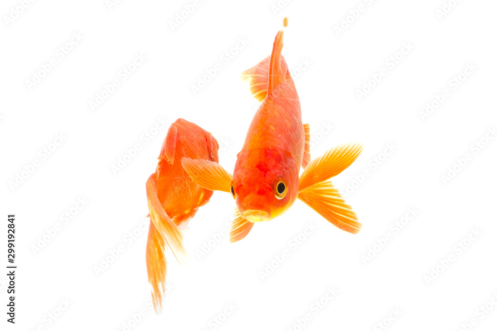 Fototapeta premium Gold fish isolated on a white background