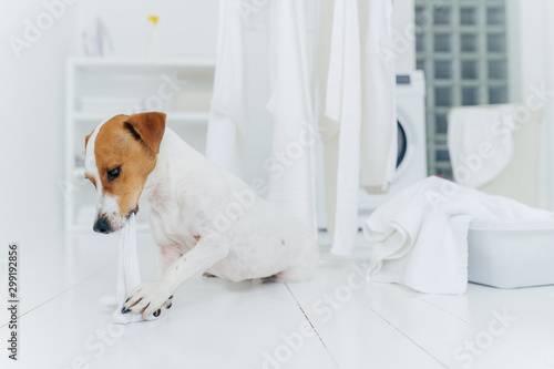 Horizontal shot of jack rusell terrier bites white linen while host is away, has much work in laundry room, going to be punished, white basin with towels to wash photo