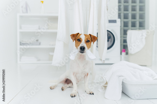 White and brown dog bites washed linen hanging on clothes dryer, sits on floor in laundry room near basin full of towels. Home and washing. © VK Studio