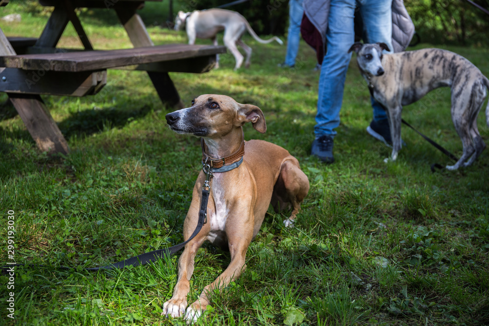 Portrait from the front of a brown Spanish Greyhound Galgo dog on a leash laying on the grass