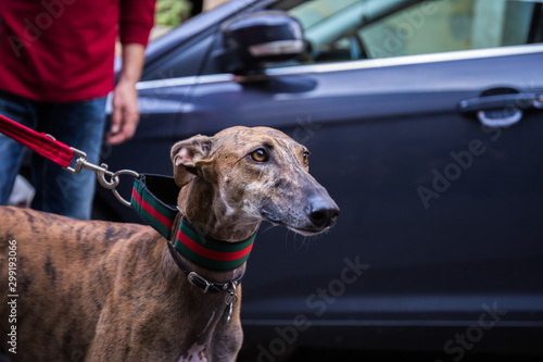 Portrait of a brown curious Spanish Greyhound Galgo dog next to a car on a leash