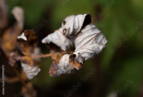 Fototapeta Naklejka Na Ścianę i Meble -  dried withered leaves in late fall