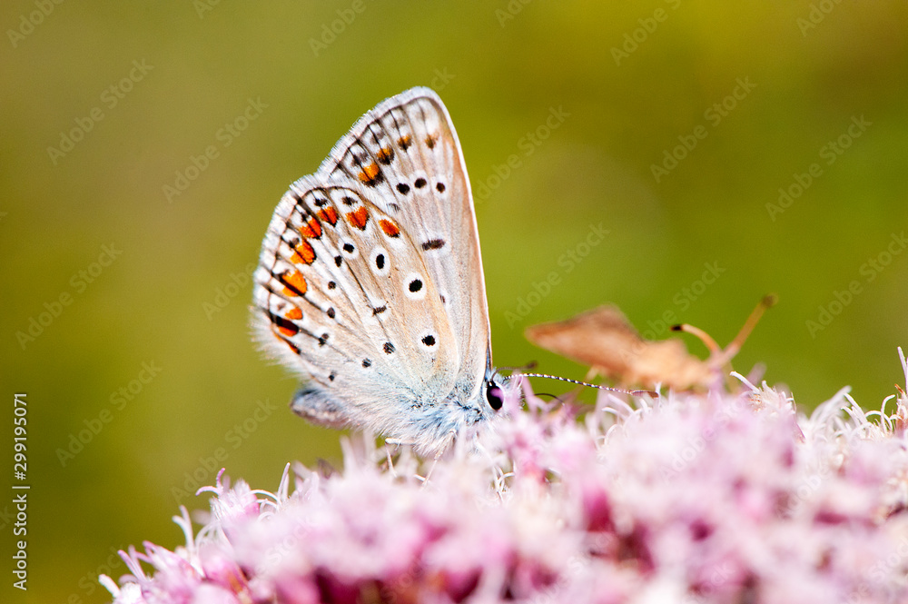 butterfly on flower butterfly on flower