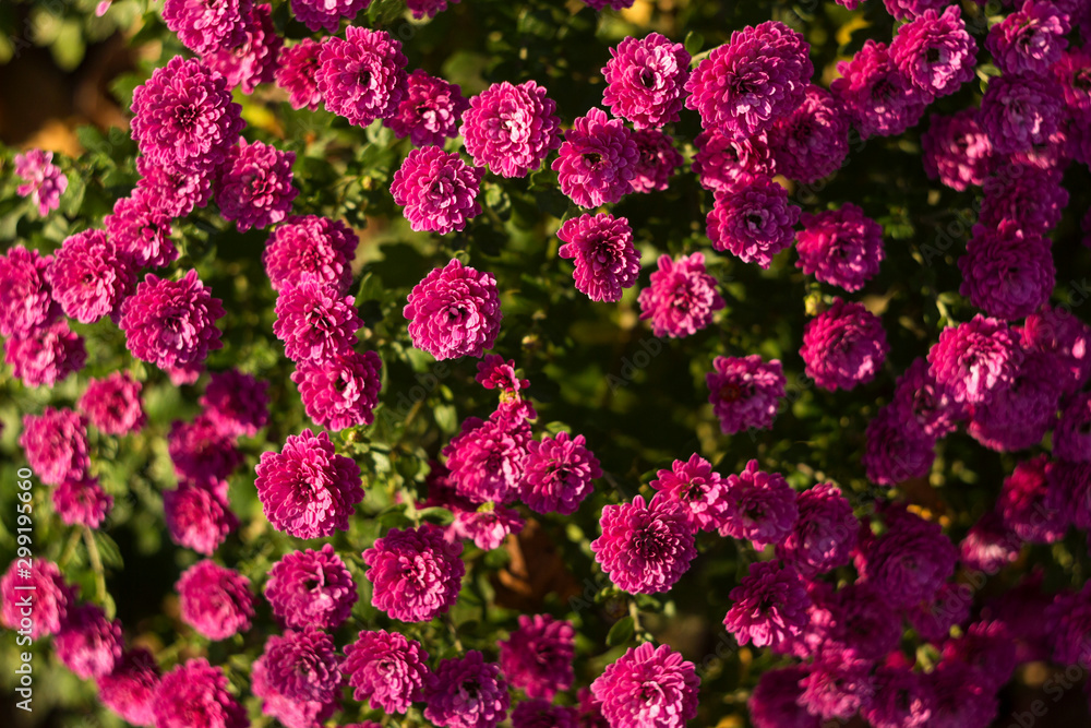 Bright pink chrysanthemum grows in the garden, background. Many small flowers of chrysanthemums blooms in the autumn in the garden. Bright pink chrysanthemum grows in the garden, background. Many small flowers of chrysanthemums blooms in the autumn in the garden.