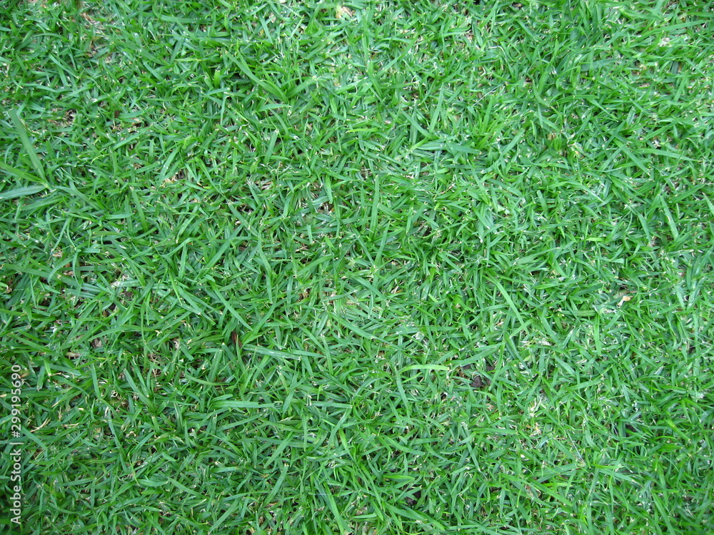 Close up of the texture of mown lawn grass.