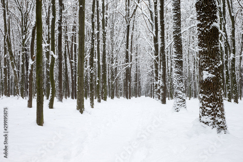  Winter forest and the road. Winter landscape © Pakhnyushchyy