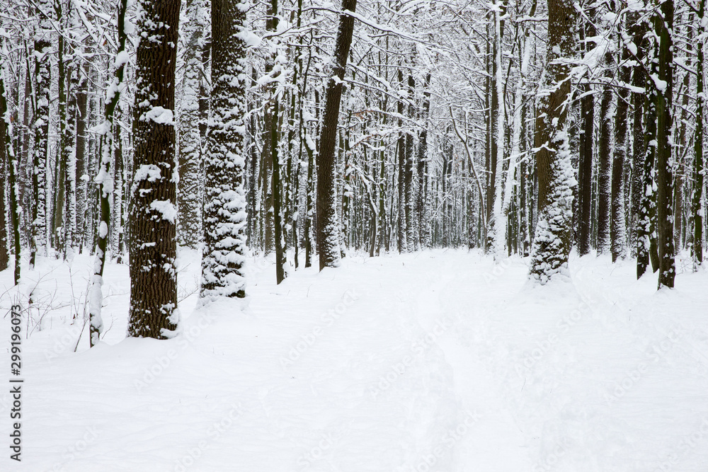 Winter forest and the road. Winter landscape Winter forest and the road. Winter landscape