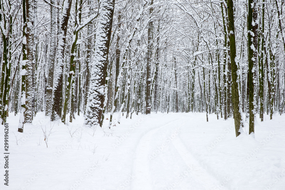Fototapeta premium winter forest and the road