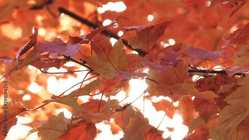 Colorful Flame Maple Autumn Leaves Backlit Colorful Flame Maple Autumn Leaves Backlit