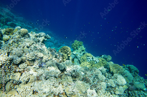 Underwater world panorama. Coral reef ocean light under water