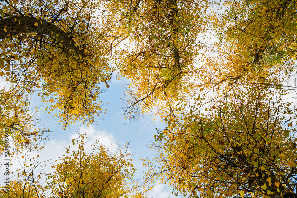 Autumn tree tops on sky background. Autumn trees sky view. Autumn tree tops in autumn forest scene Autumn tree tops on sky background. Autumn trees sky view. Autumn tree tops in autumn forest scene