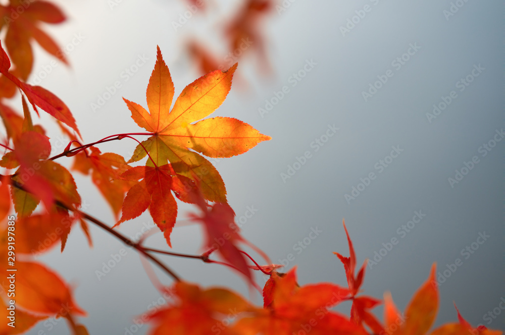 紅葉 紅葉