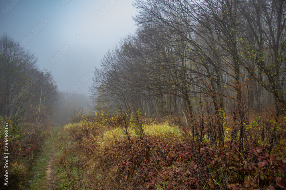 Misty gloomy autumn morning in the forest Misty gloomy autumn morning in the forest
