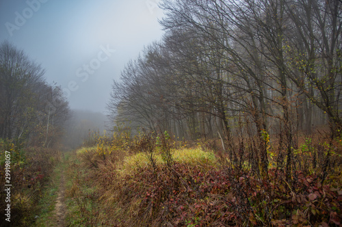 Misty gloomy autumn morning in the forest