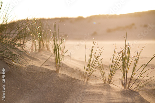 Billede på lærred sand and grass of the curonian spit