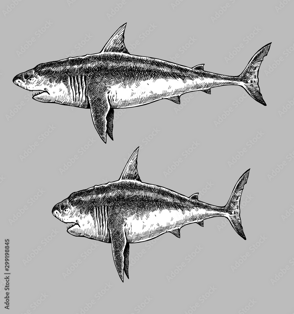 Big shark drawing. Monster megalodon illustration. Stock Illustration