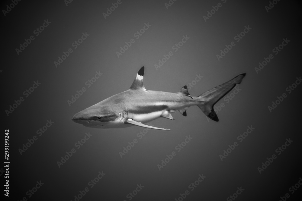 shark in the sea shark in the sea