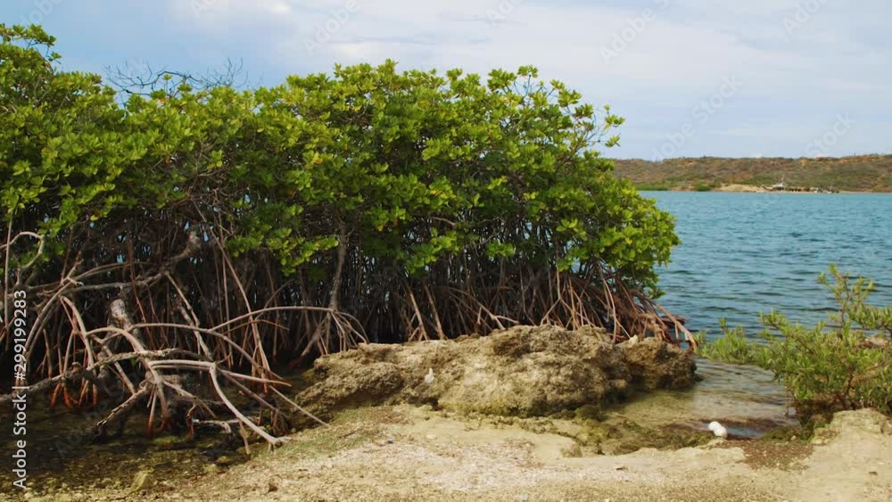 Mangroves next to large body of water in Curacao Mangroves next to large body of water in Curacao