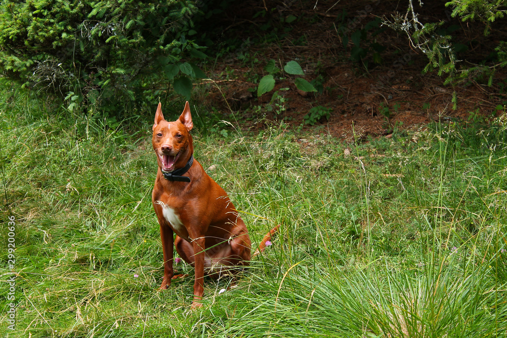 Naklejka premium Young brown Podenco dog among grass