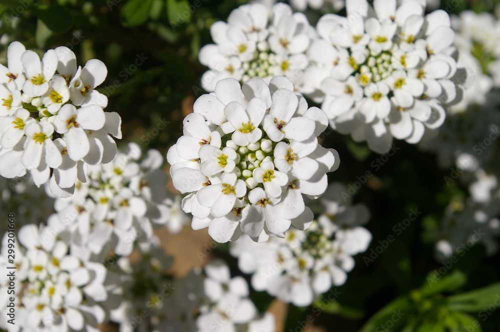 Flowers 12 Flowers 12