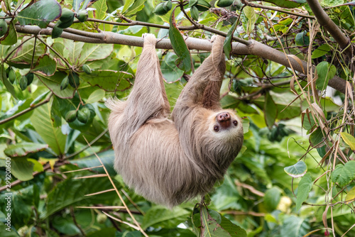 Hoffman’s Two-toed Sloth (Choloepus Hoffmanni) in the wild, Cahuita, forest of Costa Rica, Latin America