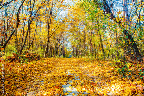 Empty path in local woods, seasonal landscape. Fall in rural area