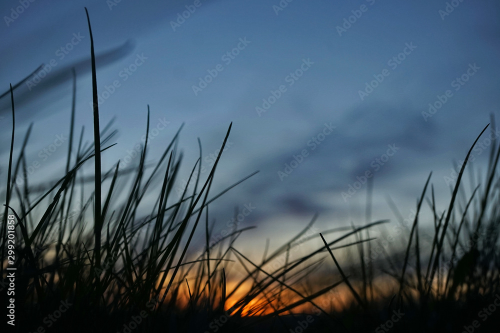 Fototapeta premium Blick auf de Sonnenuntergang durch Gras