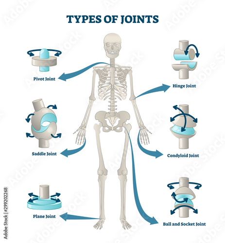 Types of joints vector illustration. Labeled skeleton connections scheme. photo