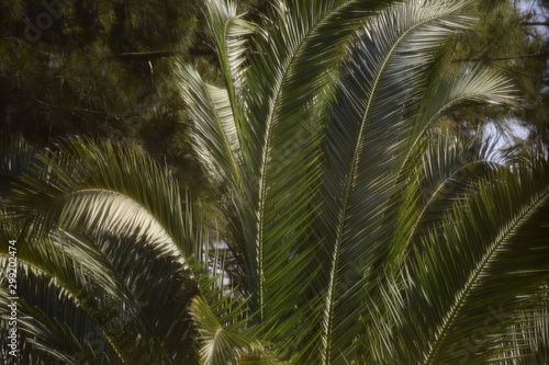 palm tree