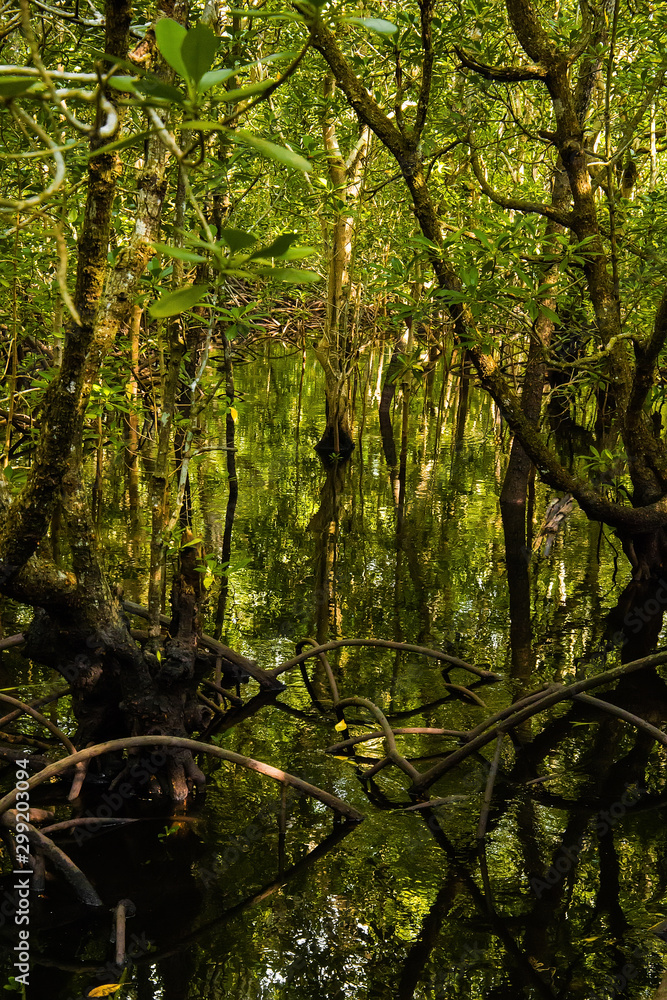 mangrove trees with green leaves and long roots growing in fresh water summer sunny day in Zanzibar, Tanzania mangrove trees with green leaves and long roots growing in fresh water summer sunny day in Zanzibar, Tanzania