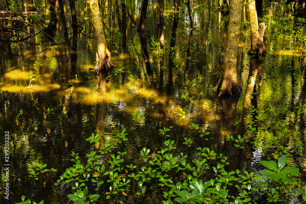 Fototapeta premium mangrove trees with green leaves and long roots growing in fresh water summer sunny day in Zanzibar, Tanzania