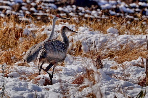 Crane populations migrate over long distances; others migrate at all. Cranes are lonely during the breeding season and occur in pairs.