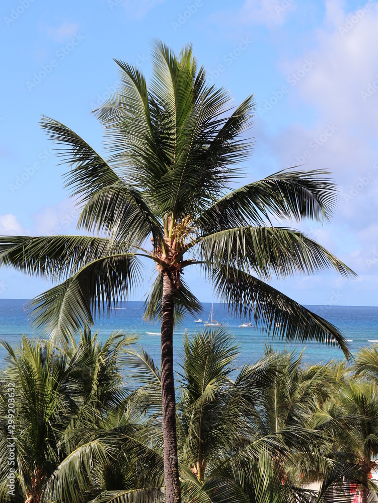 palm trees on Waikiki beach