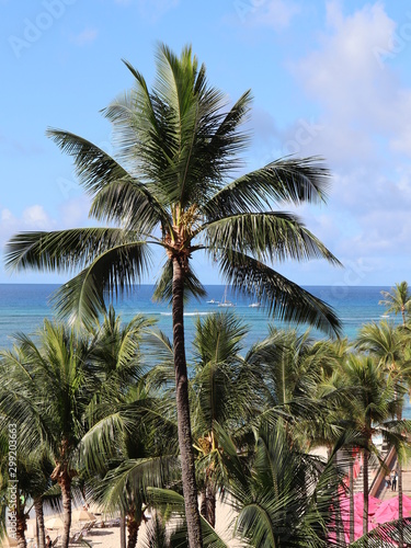 palm trees on beach Waikiki beach 