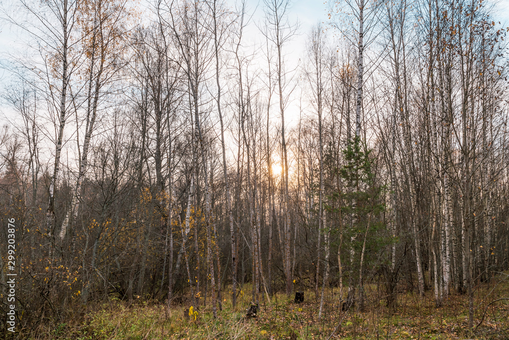 Forest in late autumn. Through the trees breaks low sunset. Countryside landscape Forest in late autumn. Through the trees breaks low sunset. Countryside landscape