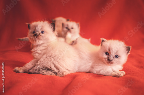 Groupe de cinq chatons, ragdoll 