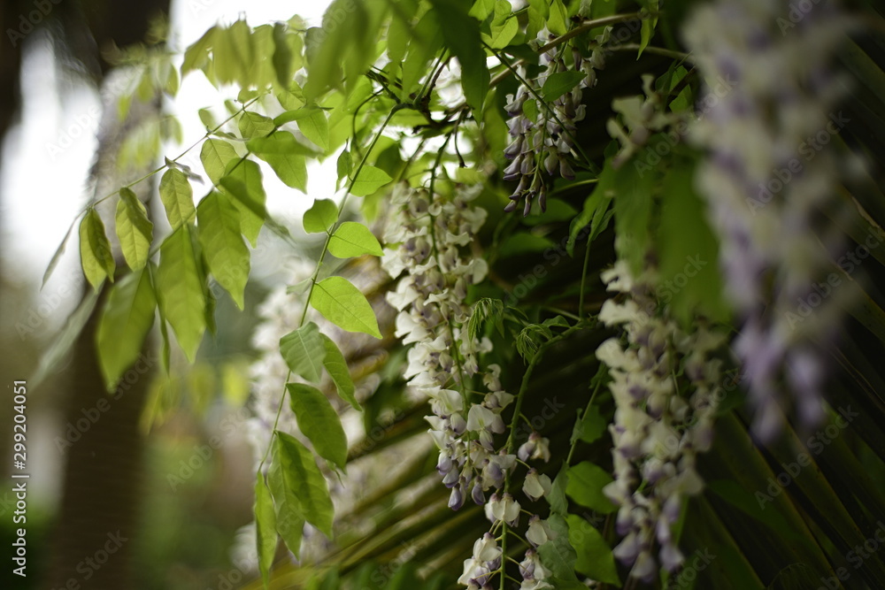 Wisteria and palm tree Wisteria and palm tree