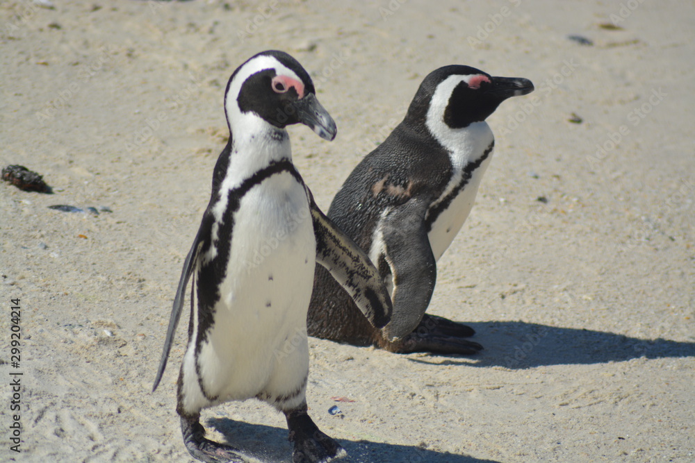 Naklejka premium Penguins