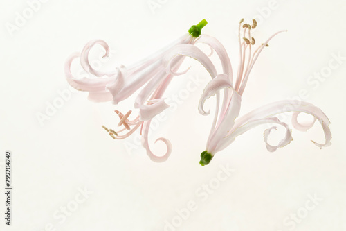 due fiori bianchi isolati di nerine bowdenii photo