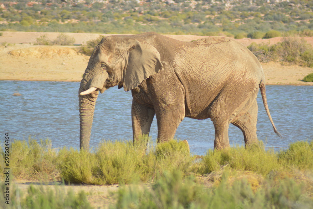 Fototapeta premium Słoń afrykański