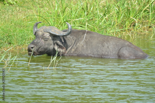 Water Buffalo