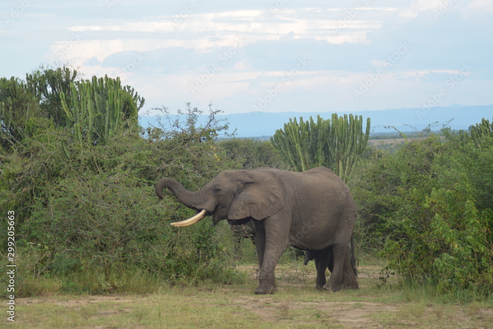 Fototapeta African Elephant