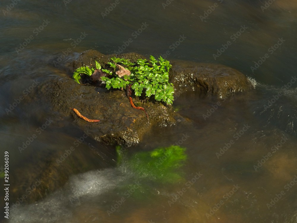 Plants on a stone in the Duraton River Plants on a stone in the Duraton River