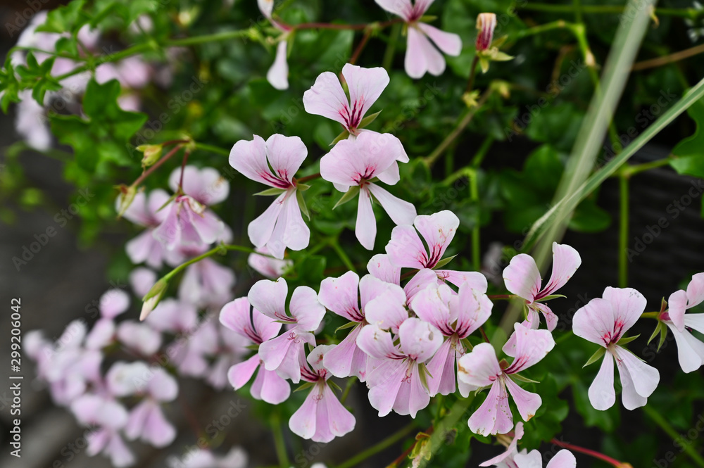 Macro of Pale Pink Geranium Blossoms with Purple Centers Against Green Leaves Macro of Pale Pink Geranium Blossoms with Purple Centers Against Green Leaves