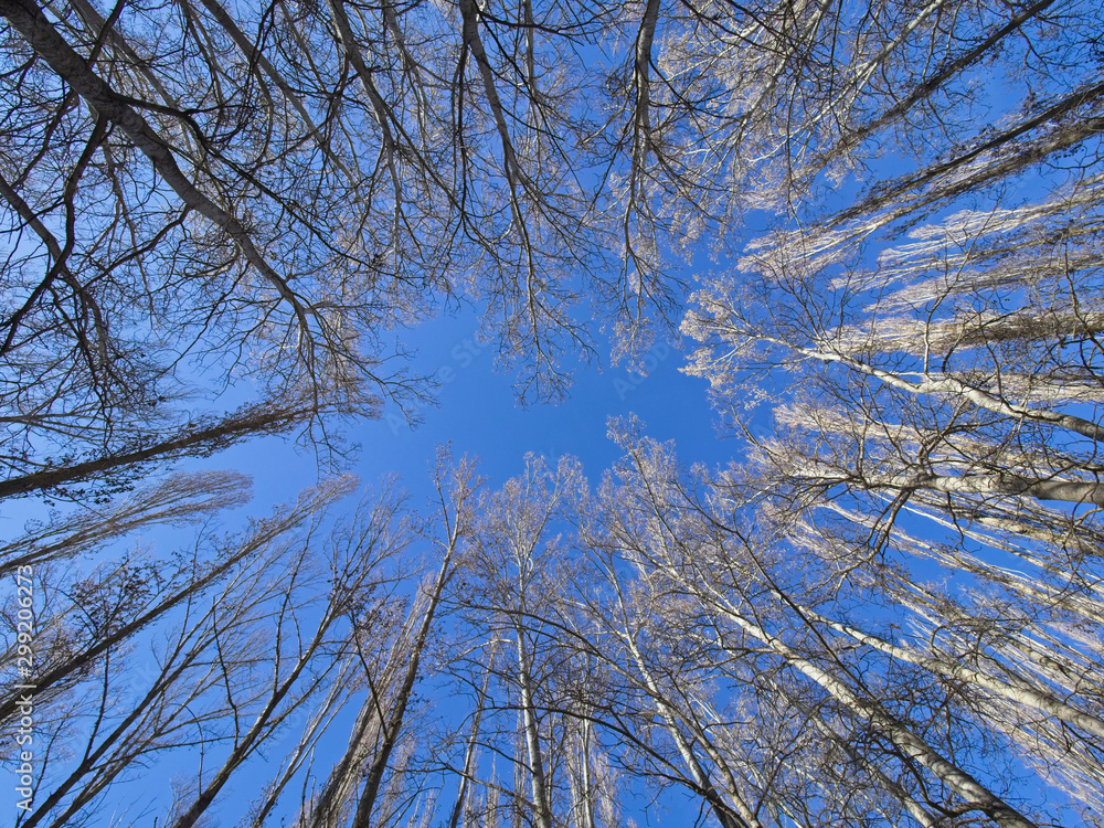Trees pointing towards the blue sky